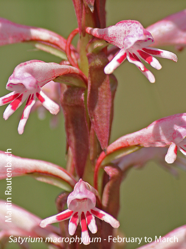Satyrium macrophyllum by Martin Rautenbach