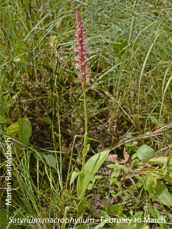 Satyrium macrophyllum by Martin Rautenbach