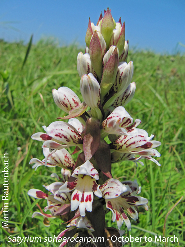 Satyrium sphaerocarpum by Martin Rautenbach