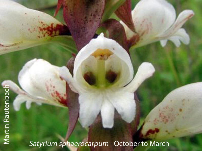 Satyrium sphaerocarpum by Martin Rautenbach