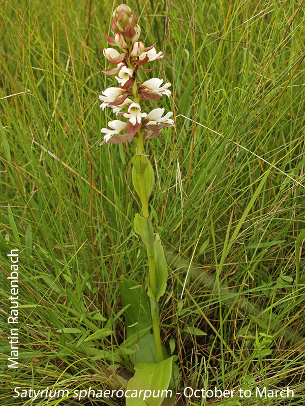 Satyrium sphaerocarpum by Martin Rautenbach