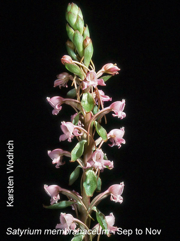 Satyrium membranaceum by Karsten Wodrich