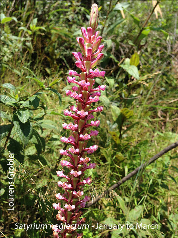 Satyrium neglectum by Lourens Grobler