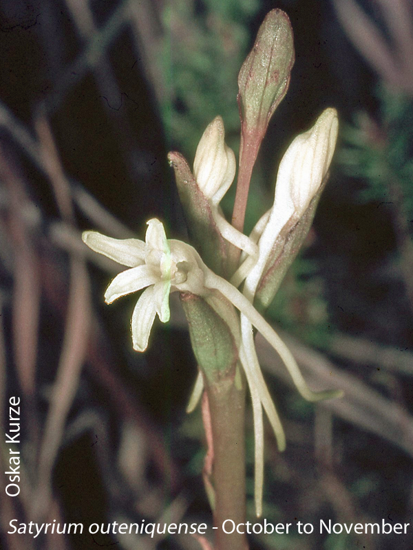 Satyrium outeniquense by Oskar Kurze