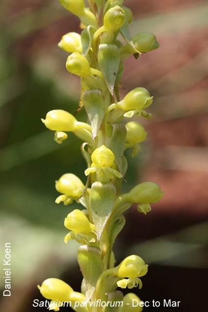 Satyrium parviflorum by Daniel Koen