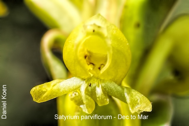 Satyrium parviflorum by Daniel Koen