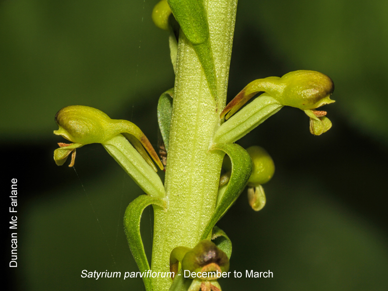 Satyrium parviflorum by Duncan McFarlane