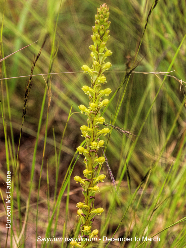 Satyrium parviflorum by Duncan McFarlane