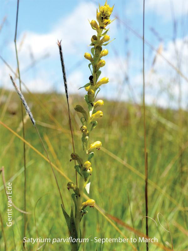 Satyrium parviflorum by Gerrit van Ede