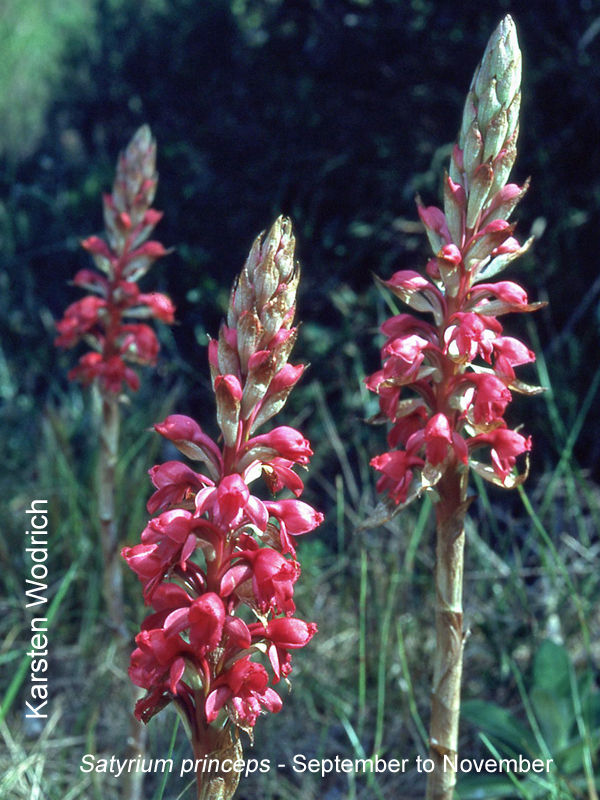 Satyrium princeps by Karsten Wodrich 01