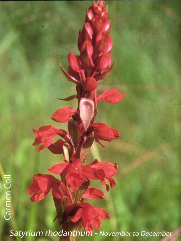 Satyrium rhodanthum by Carmen Coll