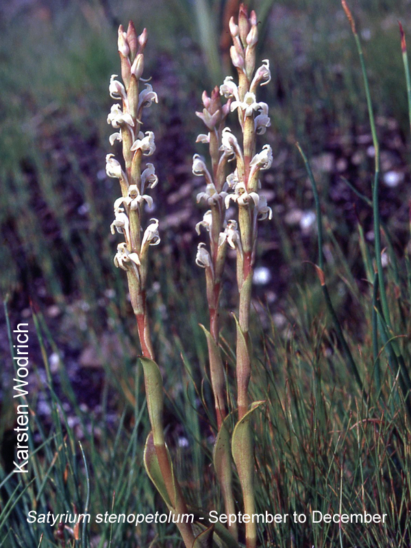 Satyrium stenopetolum by Karsten Wodrich