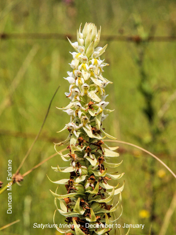 Satyrium trinerve by Duncan McFarlane