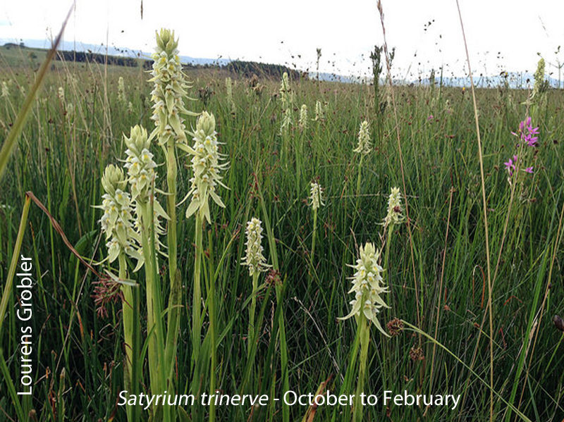 Satyrium trinerve by Lourens Grobler