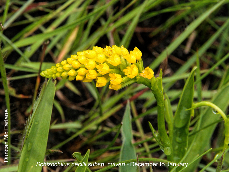 Schizochilus cecilii by Duncan McFarlane