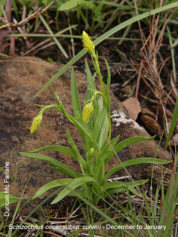 Schizochilus cecilii by Duncan McFarlane
