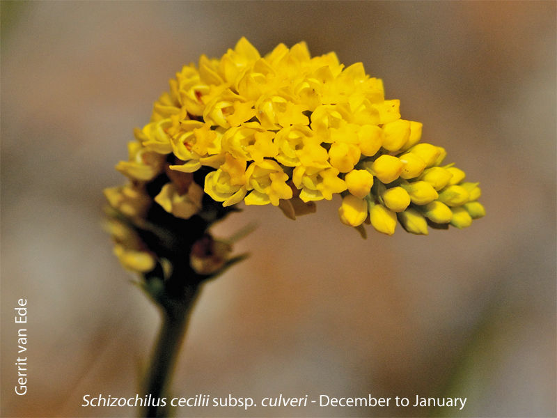 Schizochilus cecilii subsp culveri by Gerrit van Ede