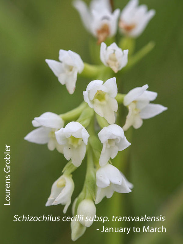 Schizochilus cecilii subsp. transvaalensis by Lourens Grobler 01
