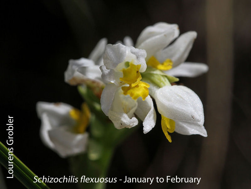 Schizochilus flexuosus by Lourens Grobler 01