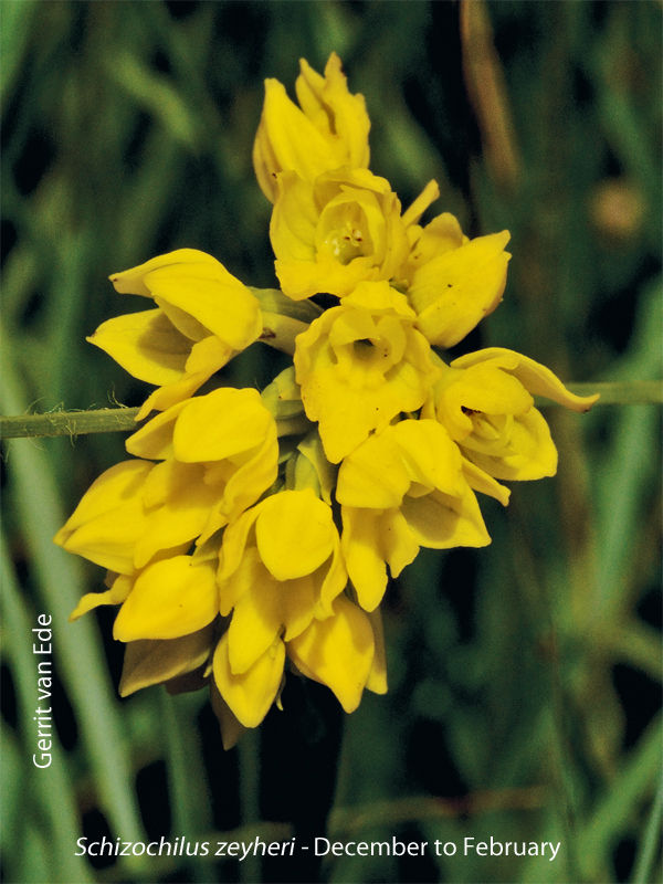 Schizochilus zeyheri by Gerrit van Ede
