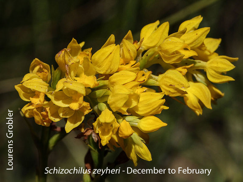 Schizochilus zeyheri by Lourens Grobler