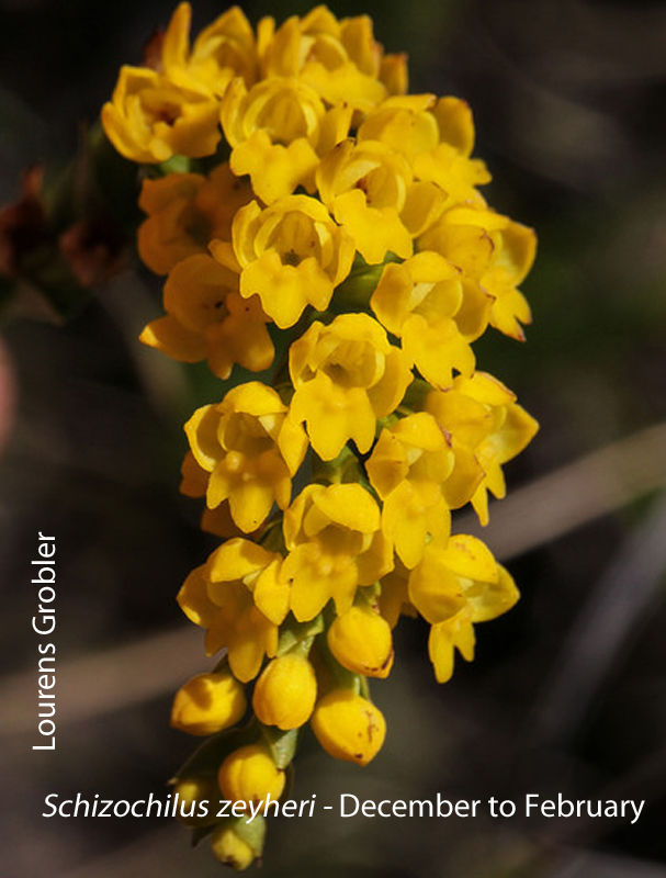 Schizochilus zeyheri by Lourens Grobler