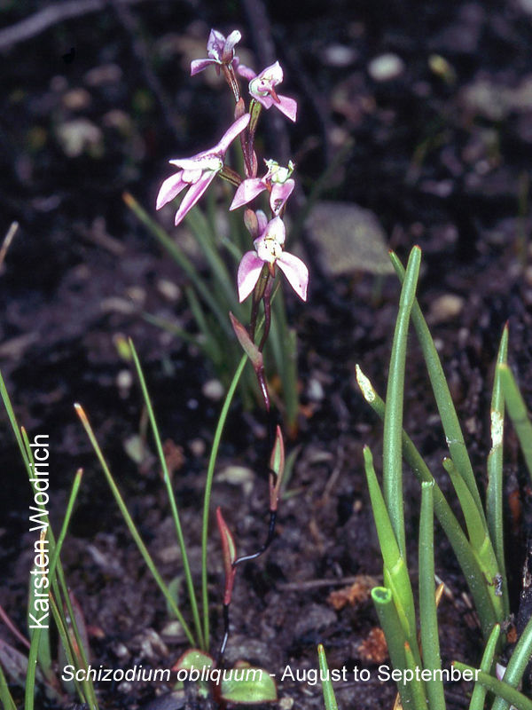 Schizodium obliquum by Karsten Wodrich