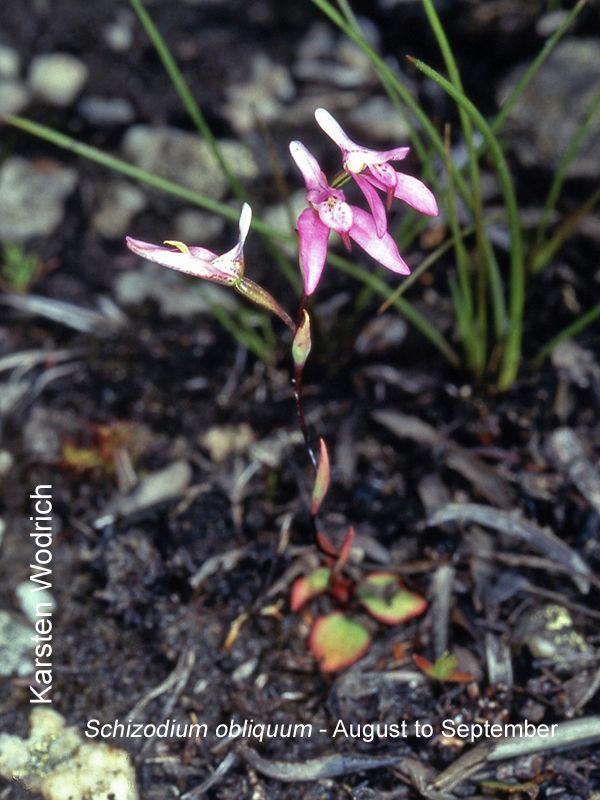 Schizodium obliquum by Karsten Wodrich