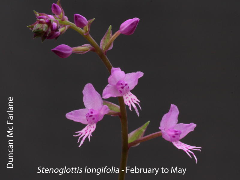 longifolia