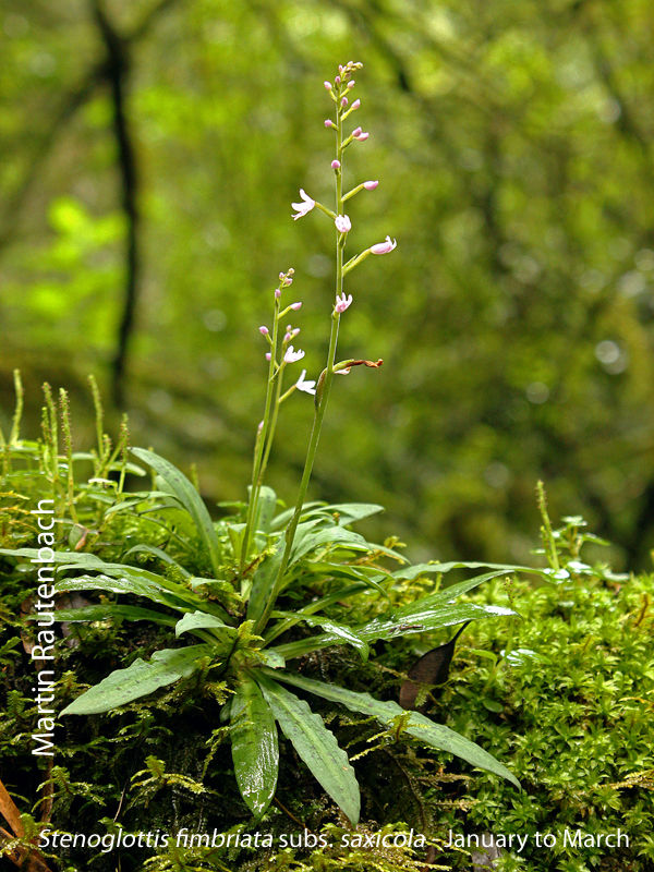 Stenoglottis fimbriata subsp. saxicola by Martin Rautenbach 
