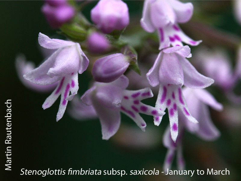 Stenoglottis fimbriata subsp. saxicola by Martin Rautenbach 