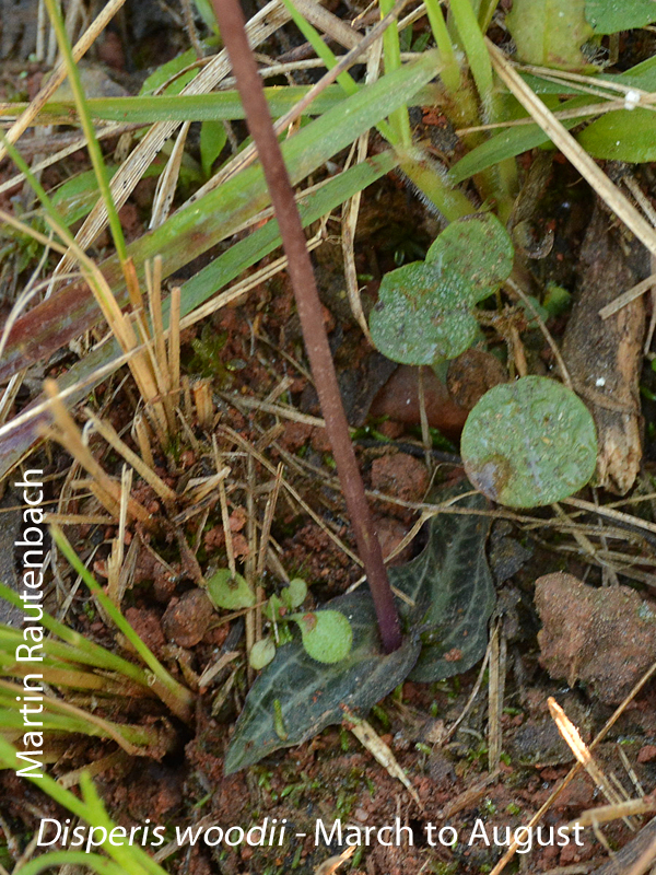 Disperis woodii by Martin Rautenbach