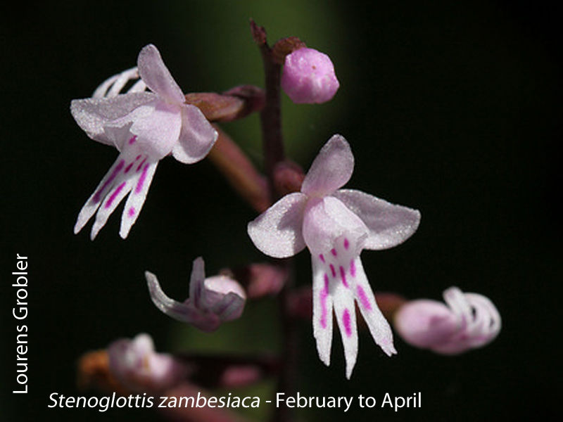 Stenoglottis zambesiaca by Lourens Grobler