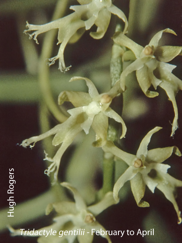 Tridactyle gentilii by Hugh Rogers