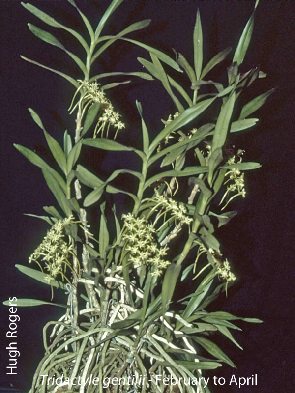 Tridactyle gentilii by Hugh Rogers