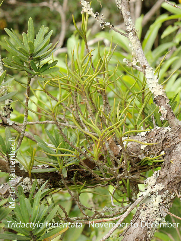 Tridactyle tridentata by Martin Rautenbach 