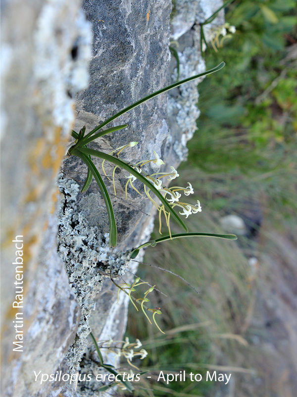 Ypsilopus erectus by Martin Rautenbach 