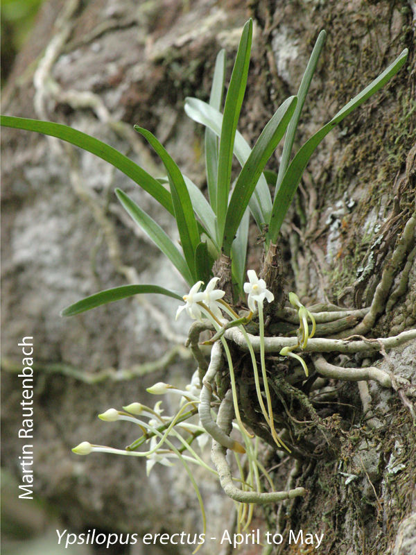Ypsilopus erectus by Martin Rautenbach 