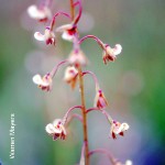 Acrolophia bolusii by Warren Mayers