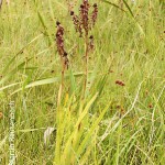 Acrolophia cochlearis by Martin Rautenbach