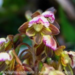 Acrolophia cochlearis by Martin Rautenbach