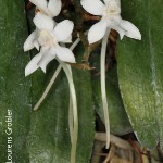 Aerangis