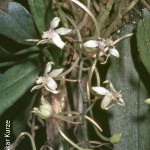 Aerangis somalensis