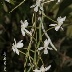 Aerangis verdickii