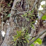 Angraecum chamaeanthus
