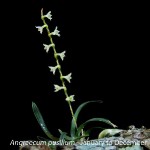 Angraecum pusillum by Martin Rautenbach