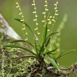 Angraecum