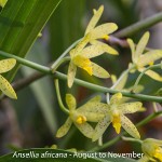Ansellia africana