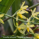 Ansellia africana by Lourens Grobler