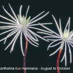 Bartholina burmanniana by Karsten Wodrich